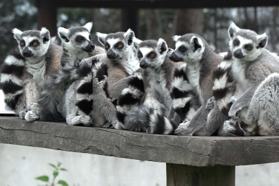 Bursa Hayvanat Bahçesi'nin sevimli yavruları ilgi odağı