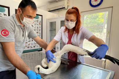 Osmangazi'de Merkez Cami'ne giren yaralı leylek tedavi edildi