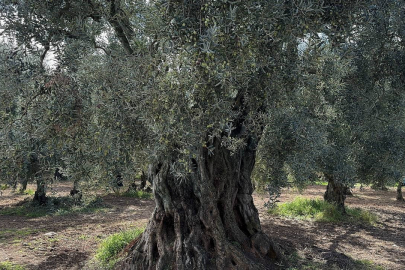 1700 yıllık zeytin ağaçları hala ürün veriyor