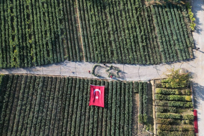 Cumhuriyetin 101. yılı için zeytin fidanlarıyla Türk Bayrağı oluşturdu