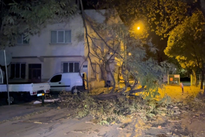 Bursa'da şiddetli rüzgar ağacı devirdi, yol kapandı