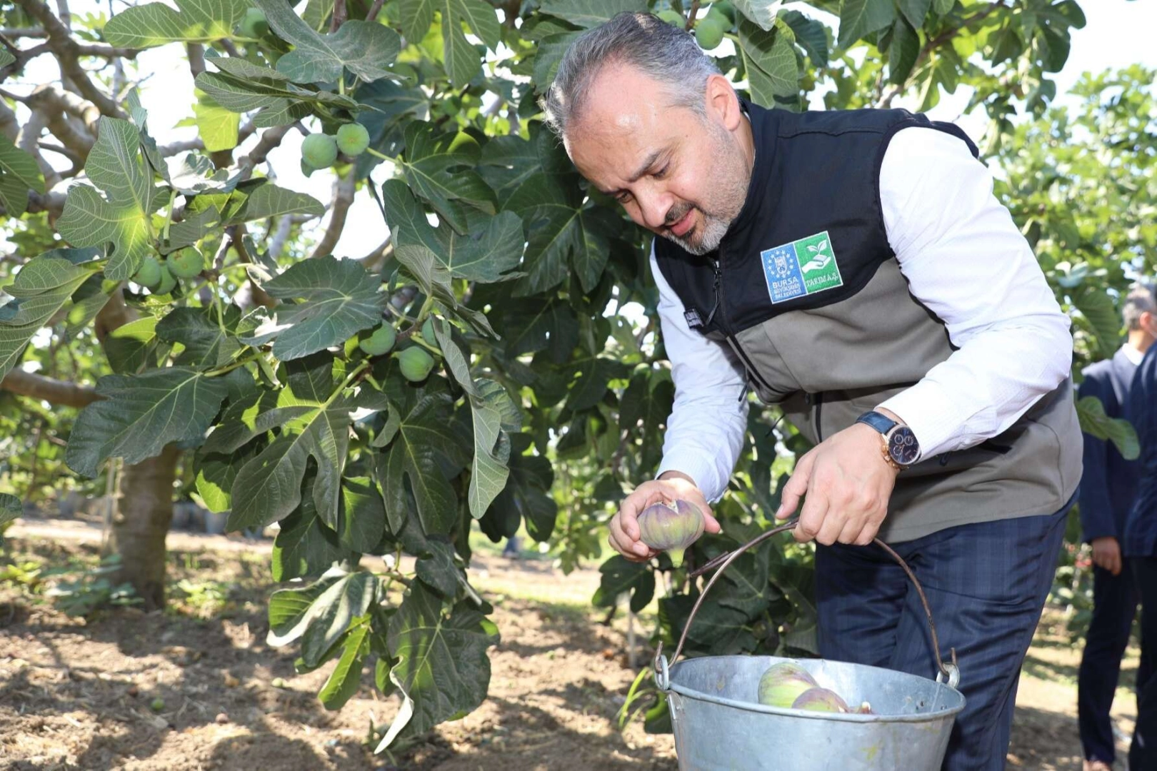 Kraliçe inciri için Bursa Büyükşehir devrede