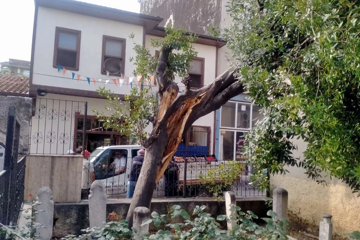 Mudanya’da yıldırım türbe içindeki ağacı ikiye böldü