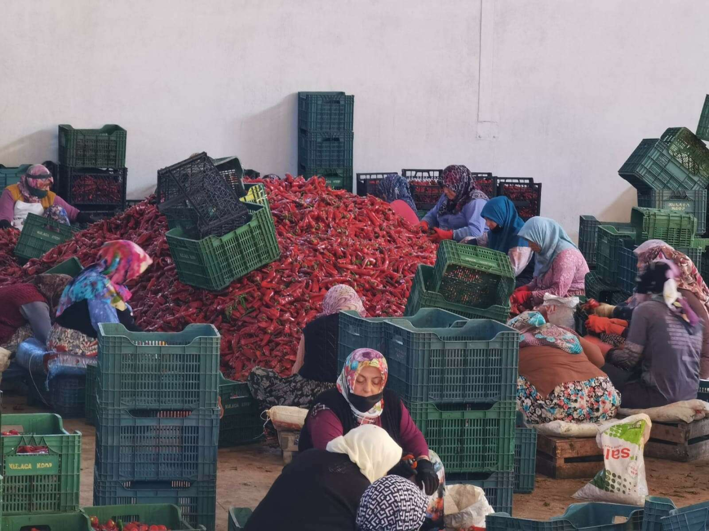 Savaş salça ihracatını artırdı