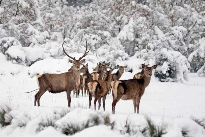 Bursa'da geyik avı ihalesi tartışmaya sebep oldu