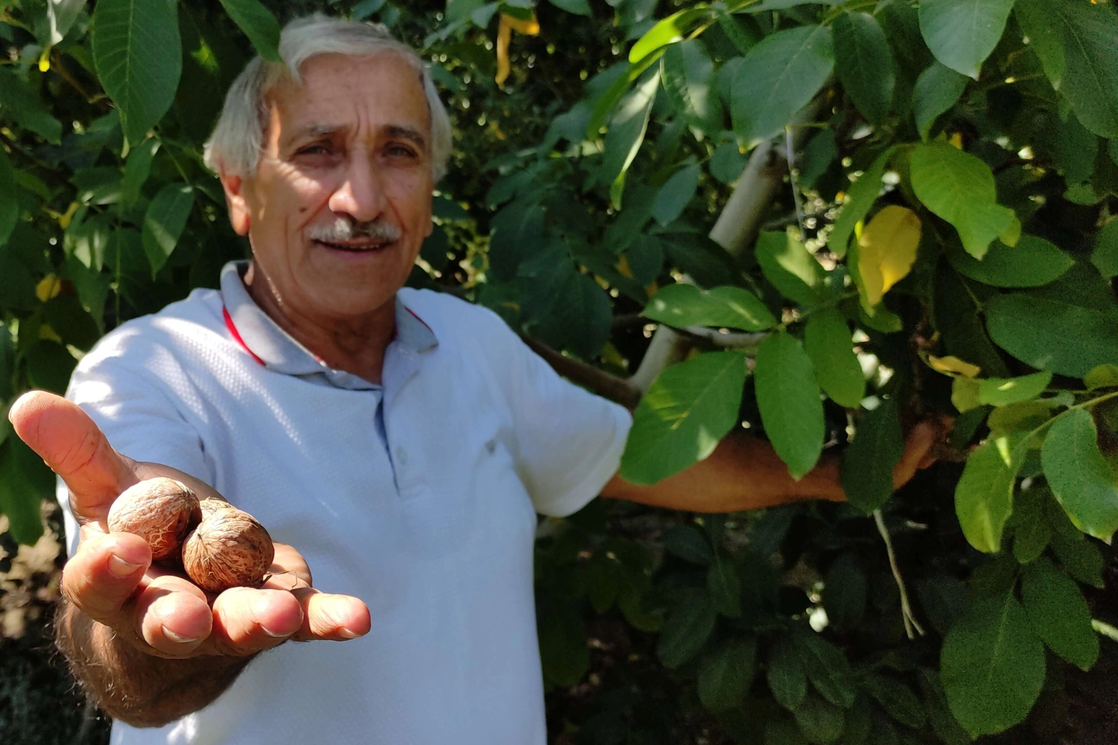 Yetiştirdiği cevizleri toplamak nasip olmadı