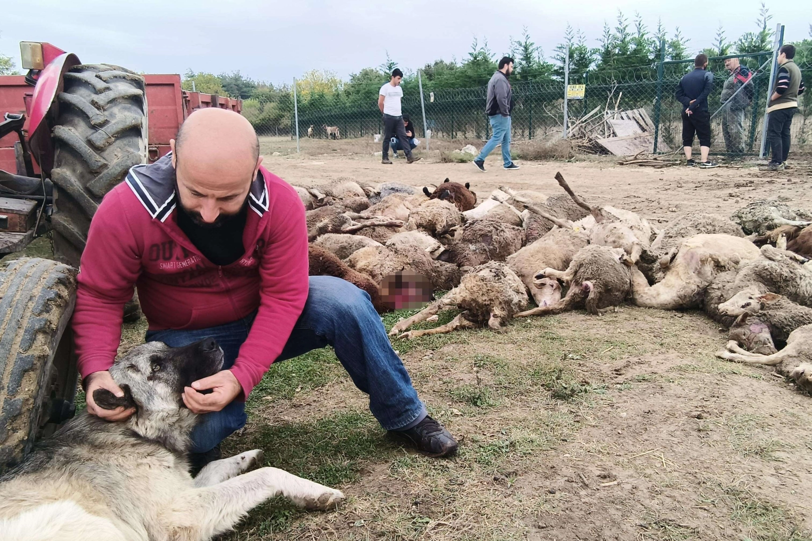 Başıboş köpekler birçoğu gebe 41 koyunu telef etti