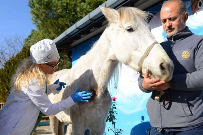 Yaralı halde bulunan at bakımlarının ardından sahiplendirilecek