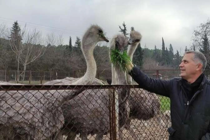 Yazın yumurtlayan deve kuşları kışın yumurtlamaya başladı