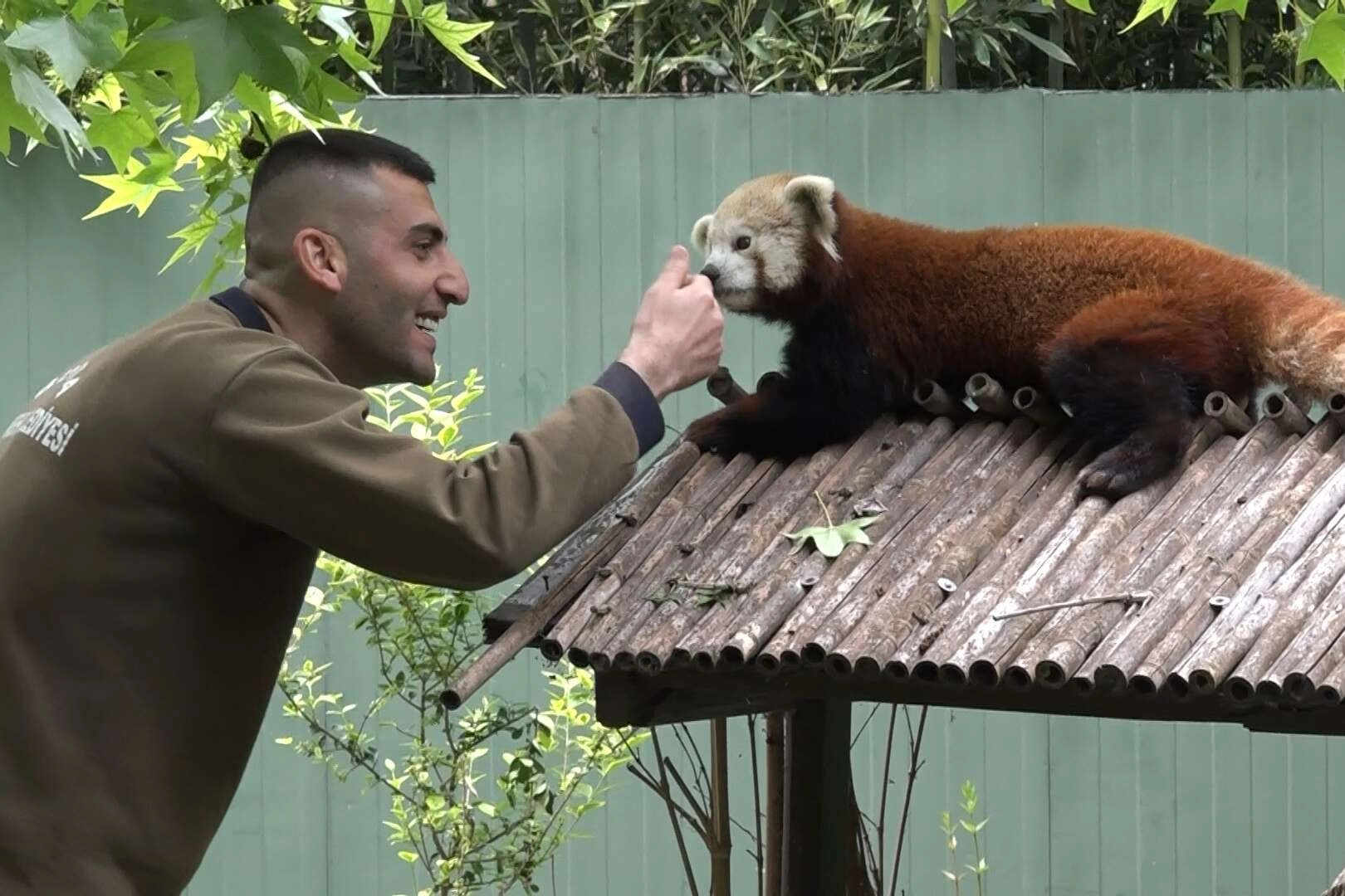 Bursa'ya getirilen kızıl pandanın keyfi yerinde