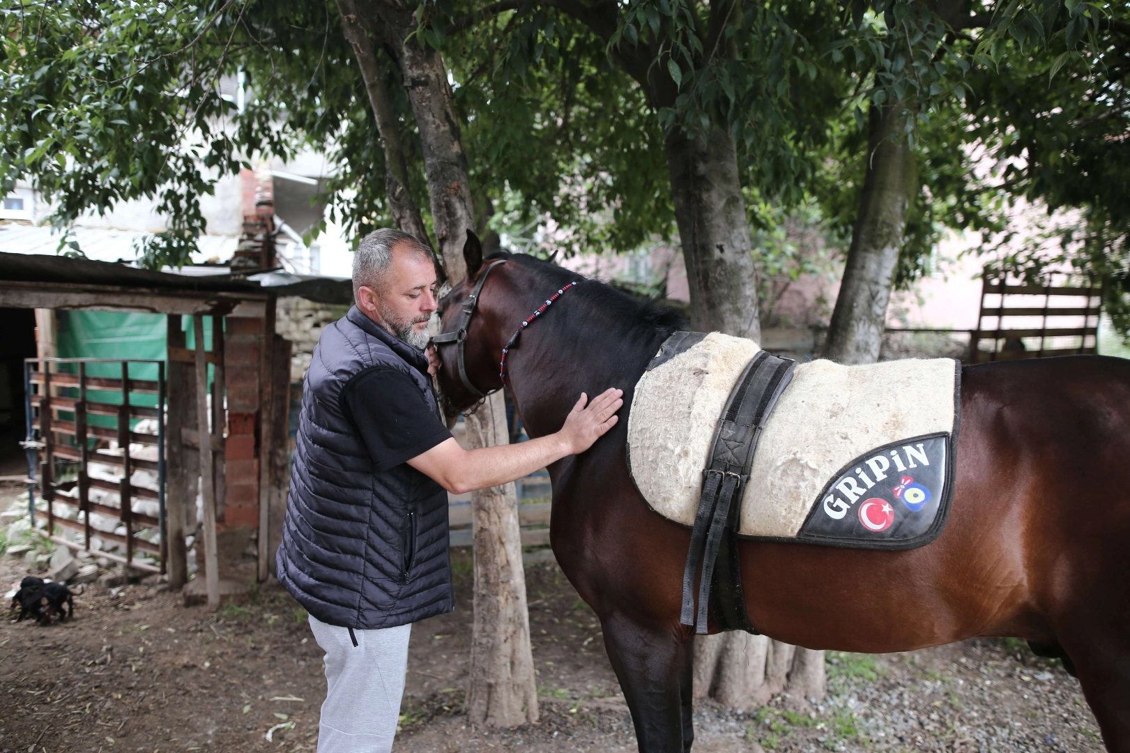 Rahvan taylar daha doğmadan anne karnında satılıyor