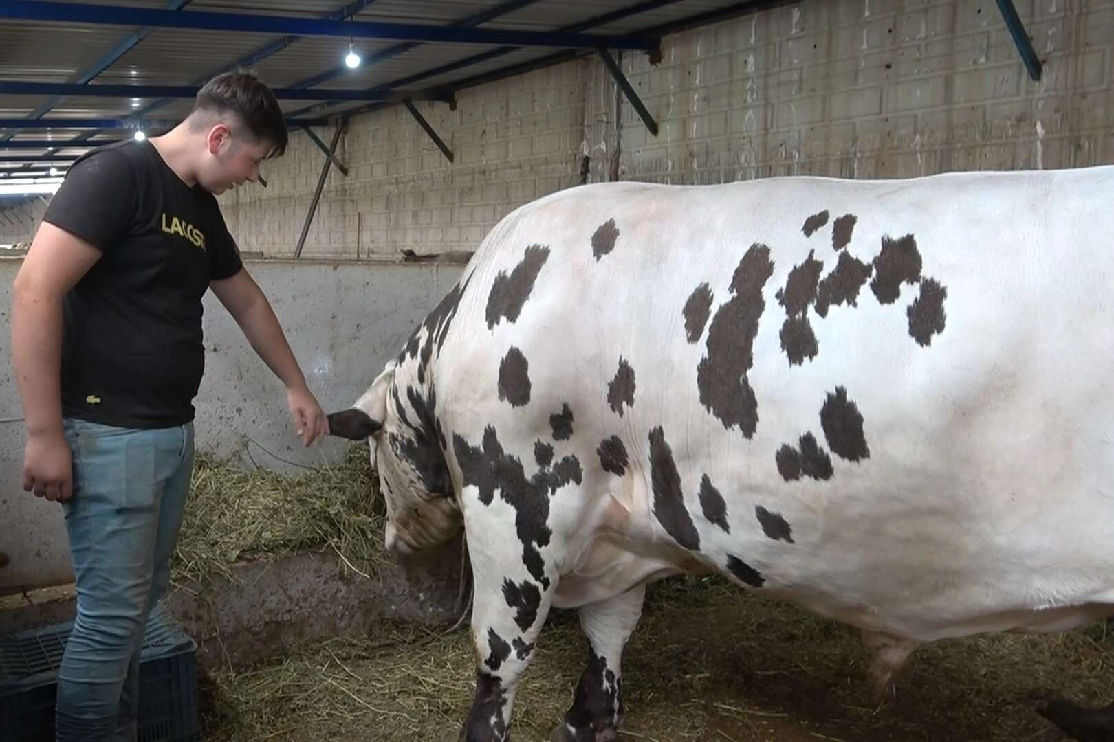 Bursa’nın en ağır büyükbaş kurbanlığı belli oldu.