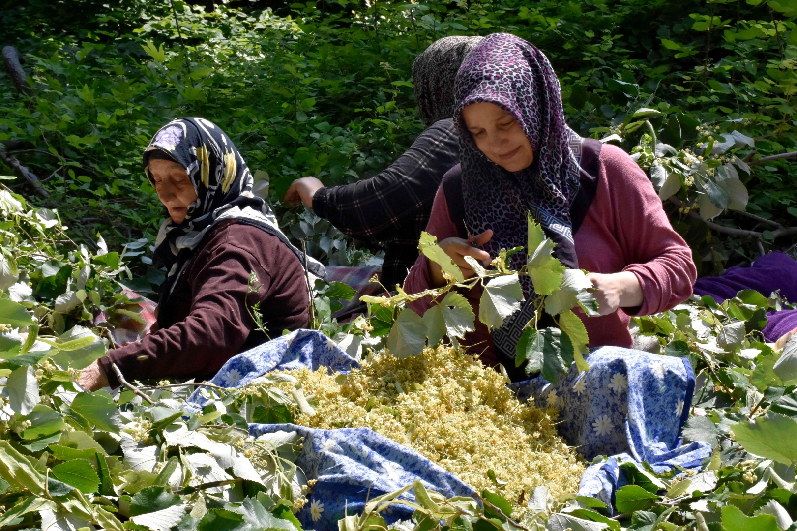 Karacabey’in dünyaca ünlü ıhlamur ormanlarında hasat başladı