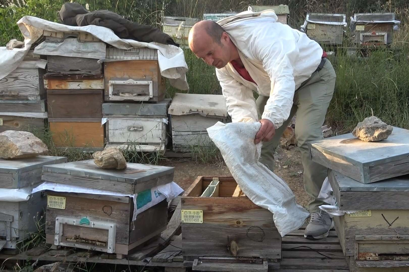 Bursa'da ilginç arı hırsızlığı