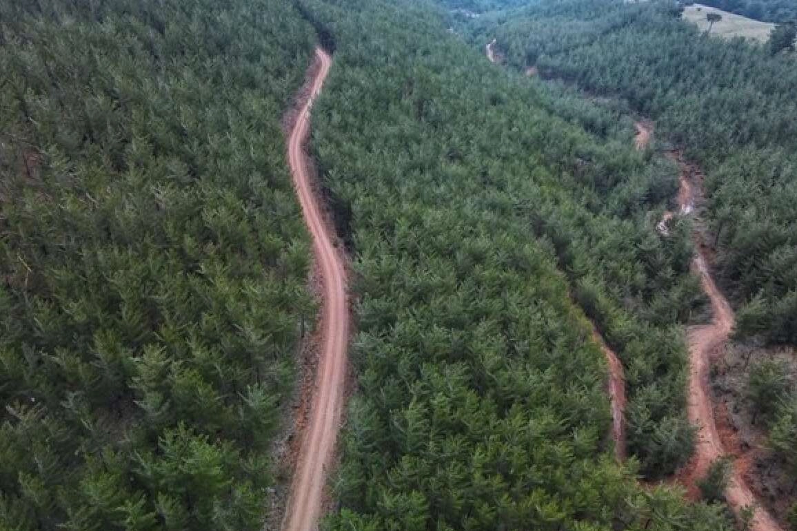 Ülkemizin akciğerlerini korumak için Cumhurbaşkanından davet