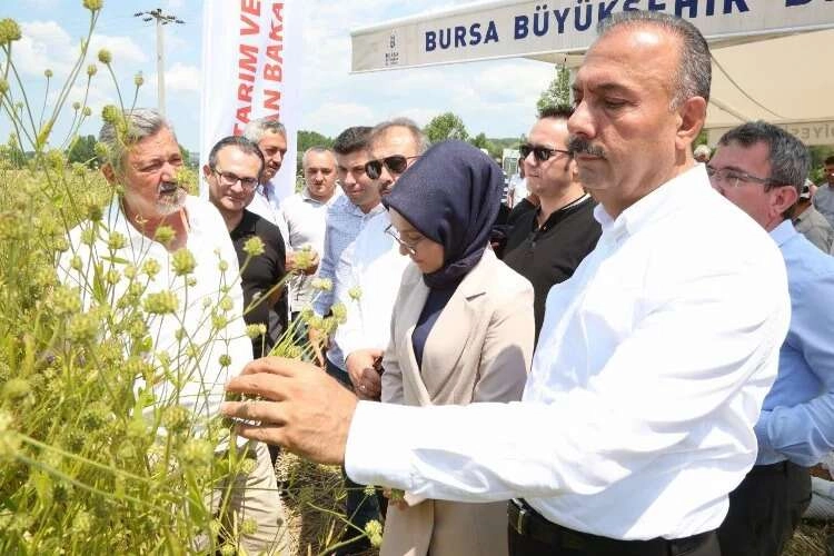 Harmancık'ta pelemir hasadı etkinliği