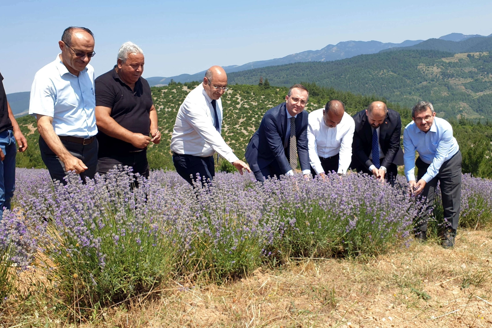 Bursa dağlarında lavanta hasadı başladı