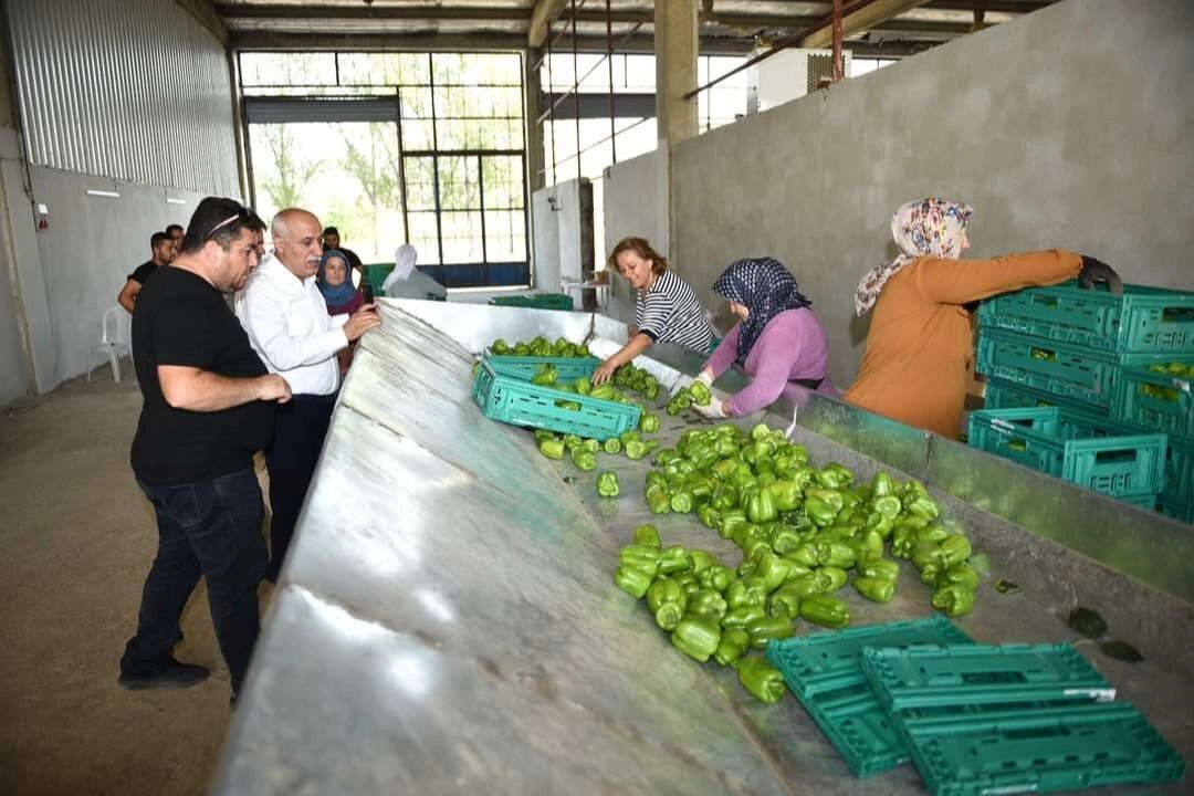 Yenişehir biberi dünyaya açılıyor