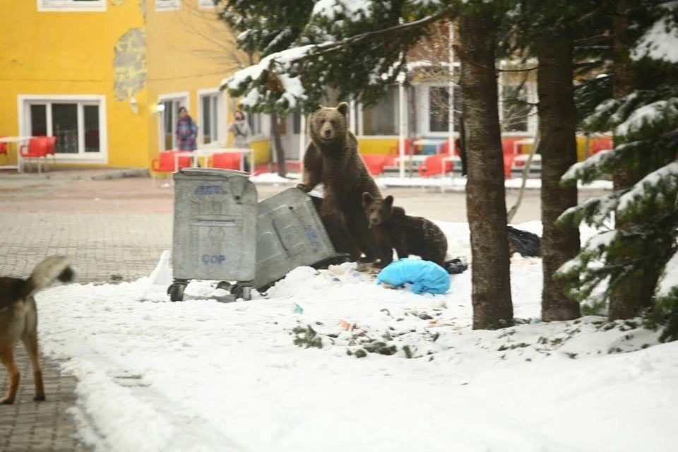 Kolay yiyeceğe alışan ayılar doğayı tehdit ediyor