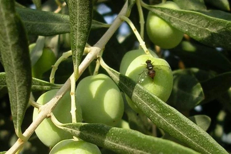 Bursa'da zeytin sineği ile mücadele dönemi başladı