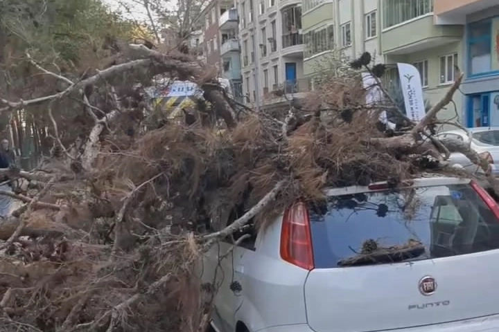 Nilüfer'de çürük ağaç otomobilin üzerine devrildi