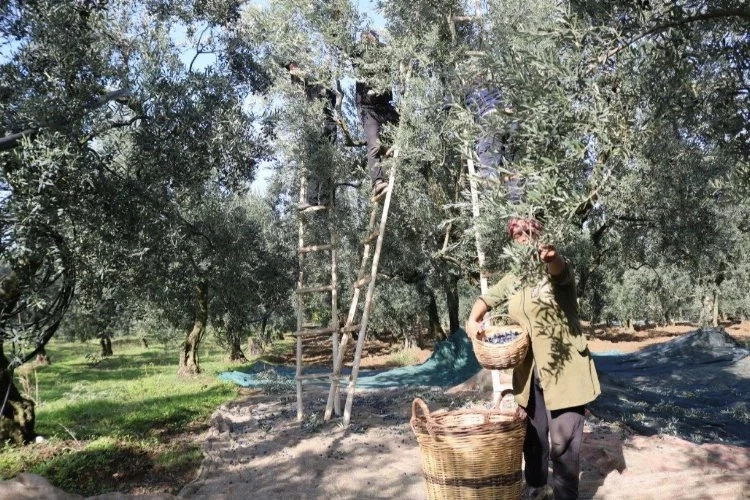 Zeytin alım fiyatları belli oldu!