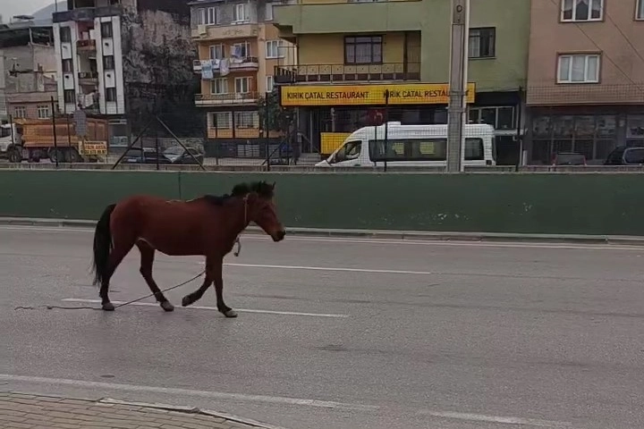 Bursa’da anayola çıkan başıboş at tehlike saçtı