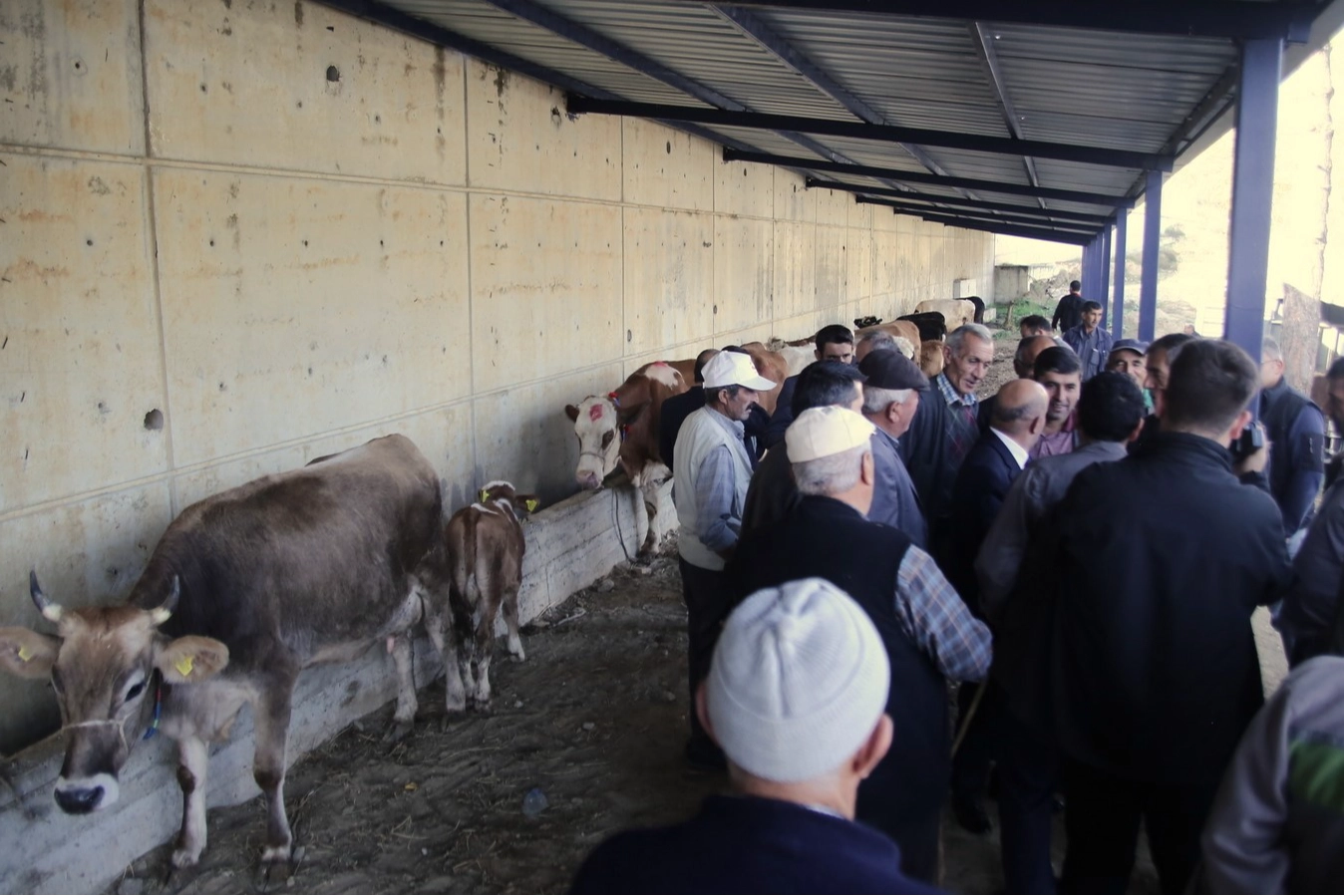 Büyükorhan Marmara'da hayvancılığın merkezi oldu