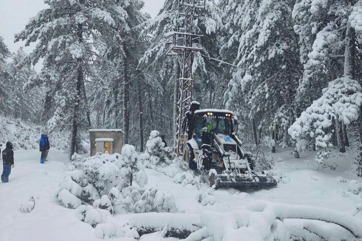 Ağacın elektrik direğinin üzerine devrilmesi kesintiye yol açtı