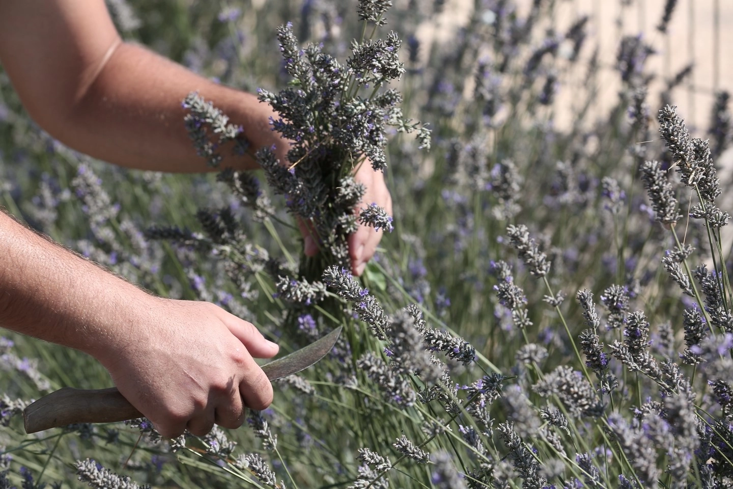 Nilüfer’de tıbbi ve aromatik bitkilerin önemi ele alındı