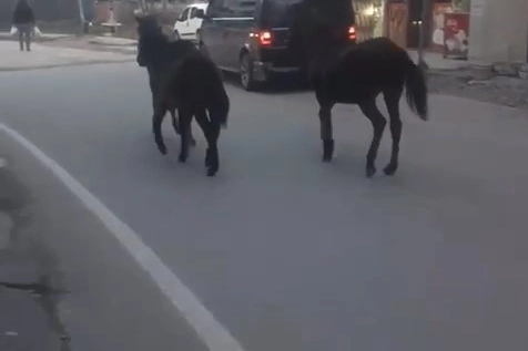 Bursa’da başıboş atlar trafiğe çıktı