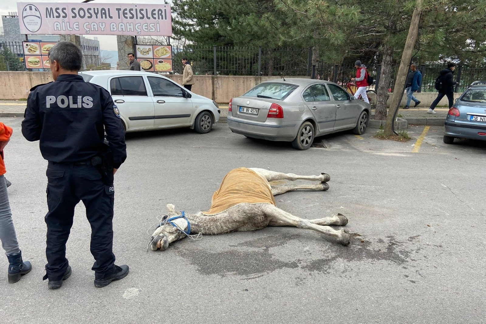 Bursa’da başıboş at sokak ortasında yere yığıldı!