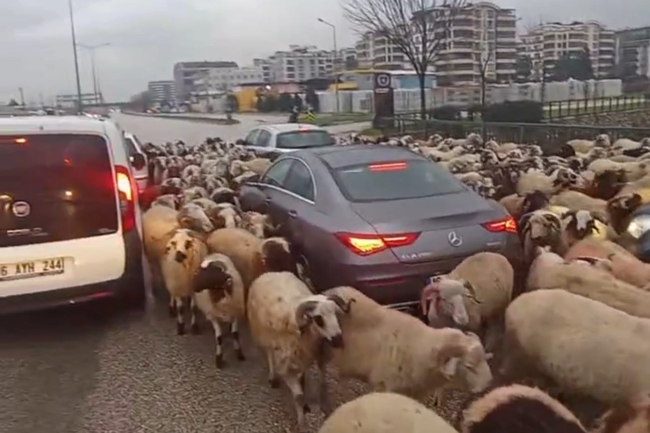 Bursa'da koyun sürüsü çevre yoluna indi! Trafikte kuyruk oluştu