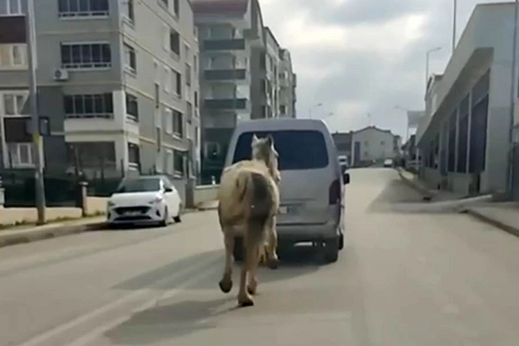 Bursa’da tepki çeken görüntü! Atı aracın arkasına bağlayıp koşturdu