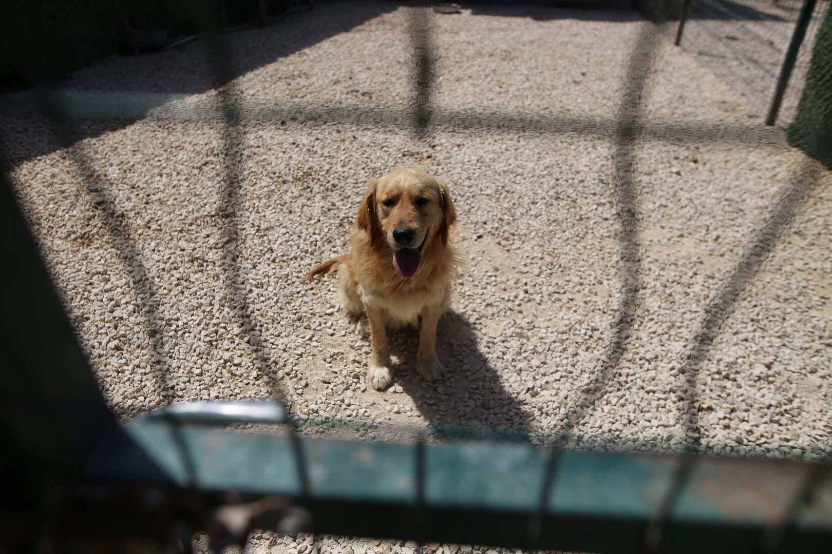 Hevesle alınıp bakımı zor gelince terk edilen cins köpekler yuva arıyor