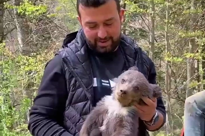 Ormandan şehre inen yavru ayı maskot oldu