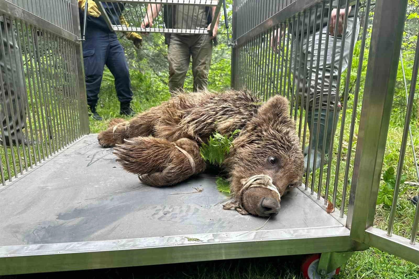 Uludağ’da operasyonla kurtarılan ayının kalça kemiği kırılmış