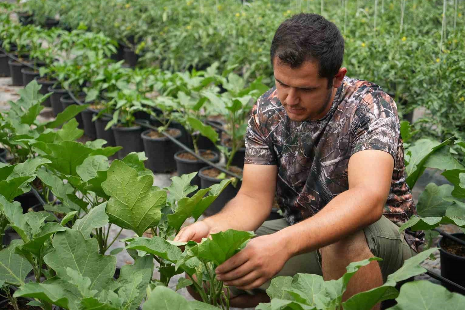 Topraksız sera yüzde 50 daha karlı