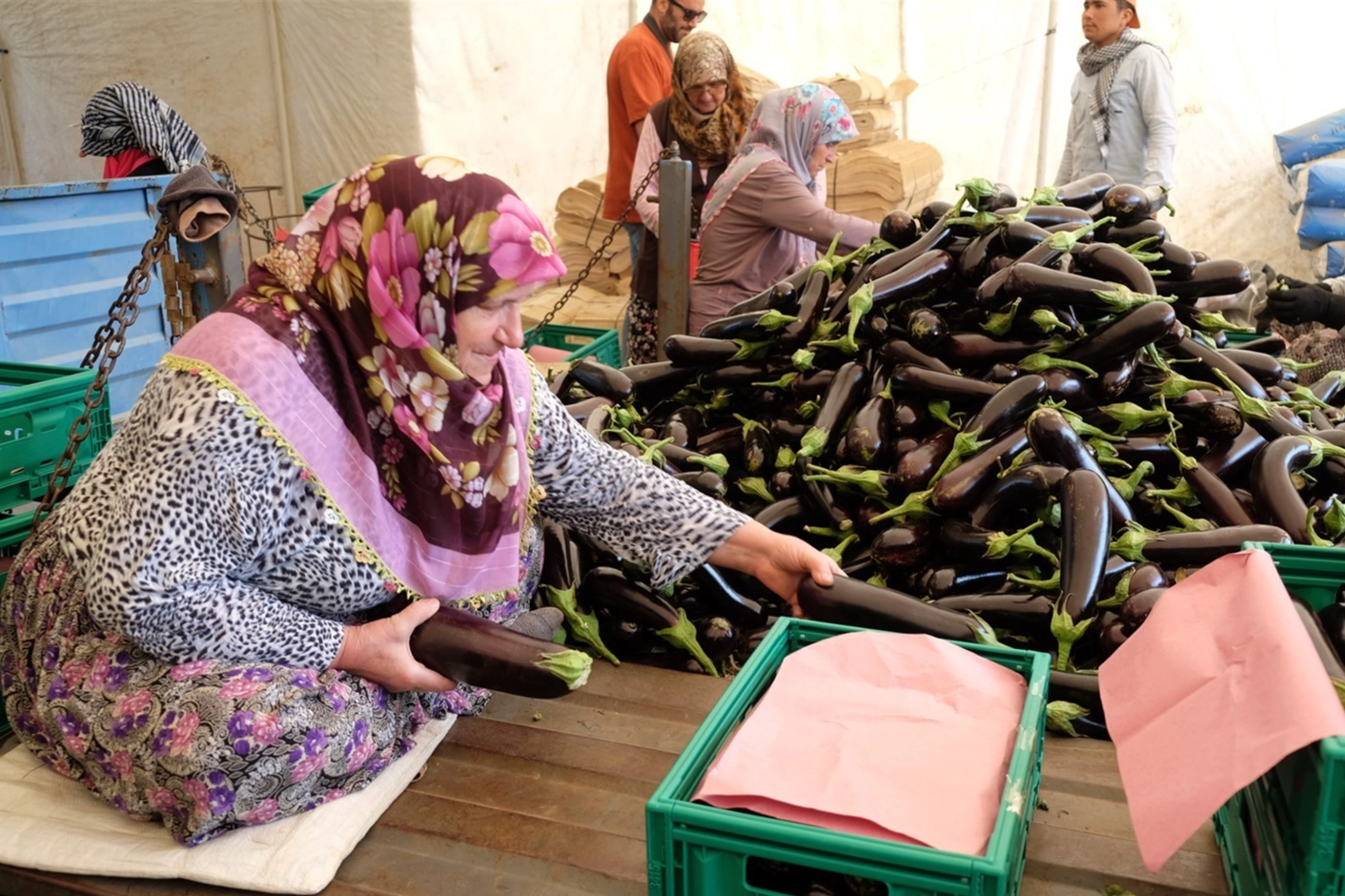 Bursa patlıcanında hasat şenliği