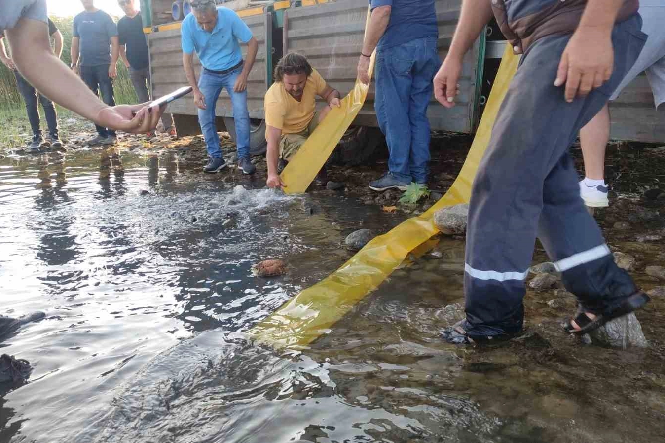 Bursa'da göl ve göletlere yavru sazan bırakıldı