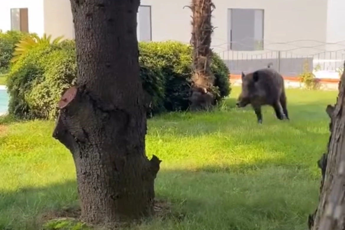 Villaya kaçak giren domuz havuza böyle düştü