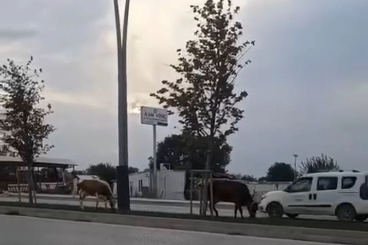 Bursa'da başıboş inekler trafiği tehlikeye attı