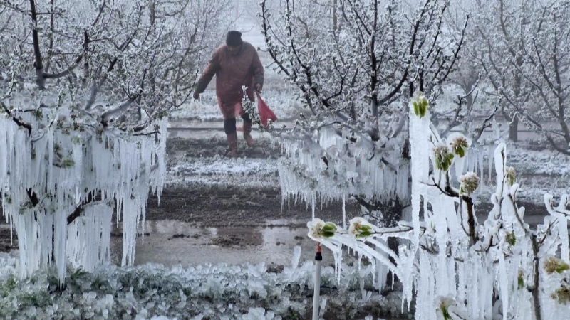 Zirai Don Meclis Araştırma Komisyonu  toplanıyor
