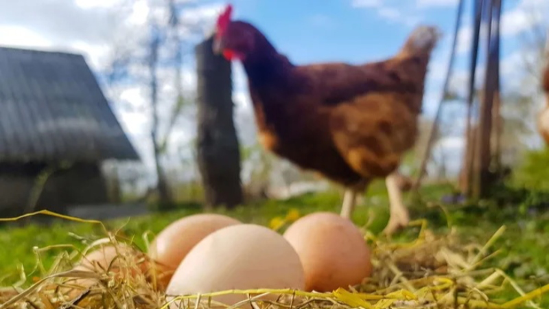 Tavuk yumurtasının üretimi azaldı