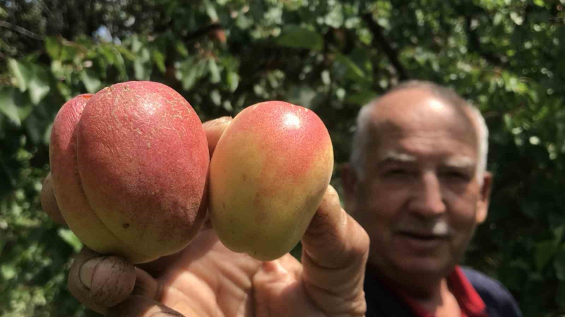 Kurusu tazesinden daha pahalı
