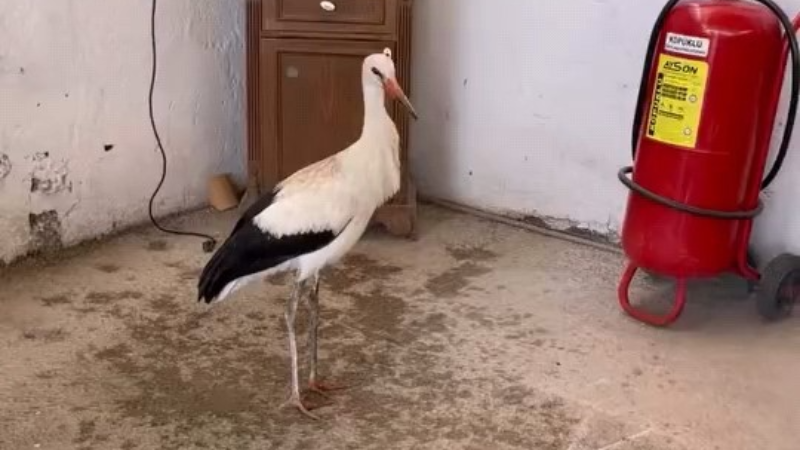 Yaralı leyleğe şefkat eli
