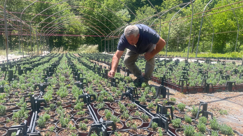 Uludağ etekleri lavanta kokacak
