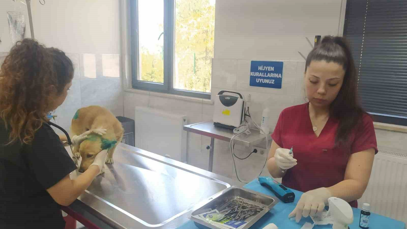 Belediye, orman yangınlarından etkilenen hayvanların yardımına koştu