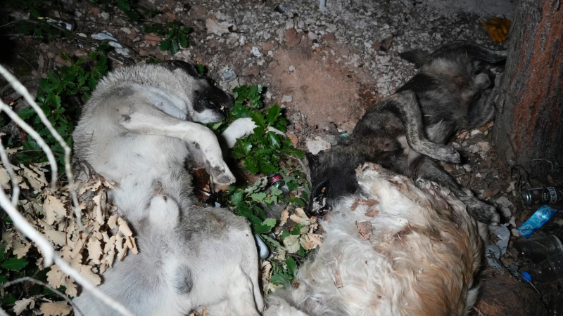 Gümüşhane’deki barınak olayından sonra ormanda ölü köpekler bulundu