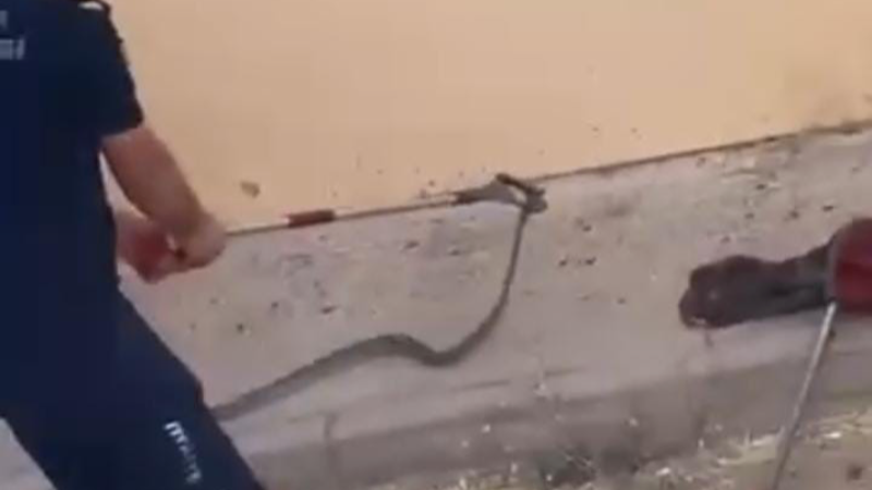 Konut bahçesinde 1,5 metre uzunluğunda yılan görüldü